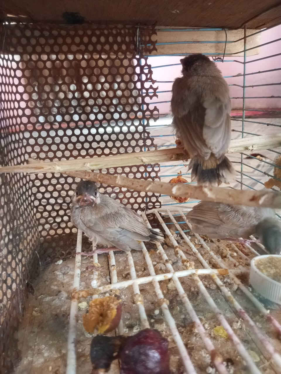 سلام عليكم ورحمه الله وبركاته
يوجد بلابل للبيع حله نادر المجريه 
عدد البلابل (3)
البلابل حلوات نضيفات مال تربه توهن يطيرن 
السعر 50 وبي مجال بسيط حك الجيه 
الاتصال ع الرقم ***********
او اكتب تم اني ادخلك خاص 
رجاااا الموشراي لا يكسر بل سعر
