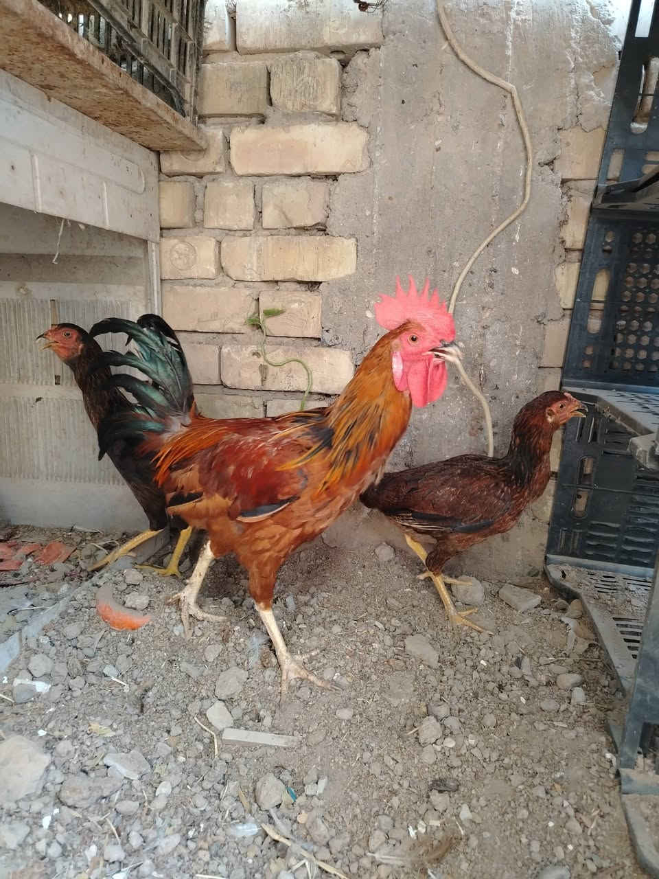 السلام عليكم
دجاج عرب للبيع العدد دجاجتين + ديج ناصحات وملقحات سعرهن 50 موقع واسط صويرة حي الاسرى متواجد خاص او واتساب ***********
