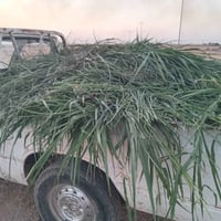 ١٩٨٠ • محرك شرط • كوبون بنزين