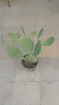 شتلة صبار • مجذرة • ٥٠سم