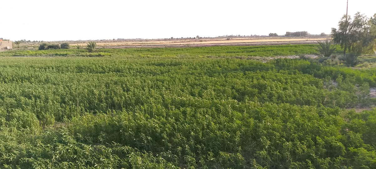 أرض زراعية للبيع في ذي قار الرفاعي 
صوب بني ركاب في منطقة المريبيع
 على مشروع المريبيع اليديدة سعيدان 
خدمات كاملة
ماء وكهرباء وشارع تبليط
 على طول لارض 
ملاحظة

لارض تقع على شارعين 

 مدارس ابتدائية ومتوسطة وعداديه
الأرض صالحه للزراع 
المساحه 30 دونم 
بيها ماطور ابو العشره گاز وثنين غطاس ابو الاربعه 
السعر وباقي التفاصيل 
الاتصال على  الرقم تالي
***********
