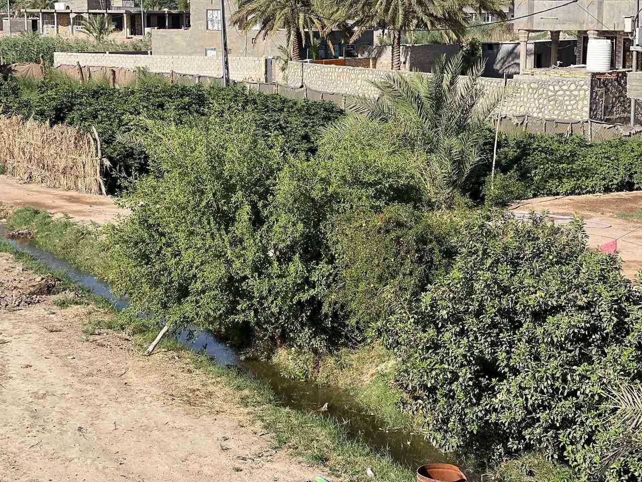 ٩ دونم • نخيل ٥٠+ • بيوت ٣