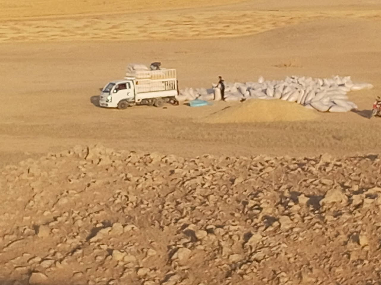 يوجد تبن للبيع نضافه شرط كوام دراسه سعر 3الف مكانه مطروح طول شليف 120 العرض 90 المكان سكران الغربي *********** ملاحظة يوجد توصيل حسب تفاق
