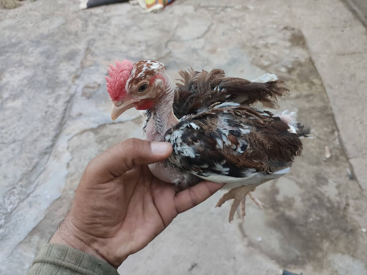 اللهم صلي على محمد وآل محمد
🐤توفر وجبه  بورسلان مثل ما واضح بلتصوير
🐤العمر  (50)يوم  العدد(13) زوج    
🐤سعر الزوج (10) الف
🐤 مكان ناصرية قضاء الدوايه
🐤توصيل متوفر   للتواصل واتساب ***********
