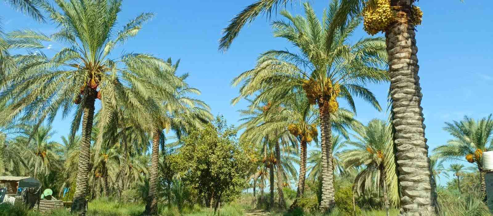 بستان1100 متر للبيع طابو زراعي سند 25 تحويل مباشر بسم المشتري السعر 100 مليون وقابله للتفاوض العنوان بغداد ناحية الراشدية قرب البحيرة تتوفر جميع الخدمات للاستفسار الاتصال على الرقم *********** مكتب العبيدي للعقار
