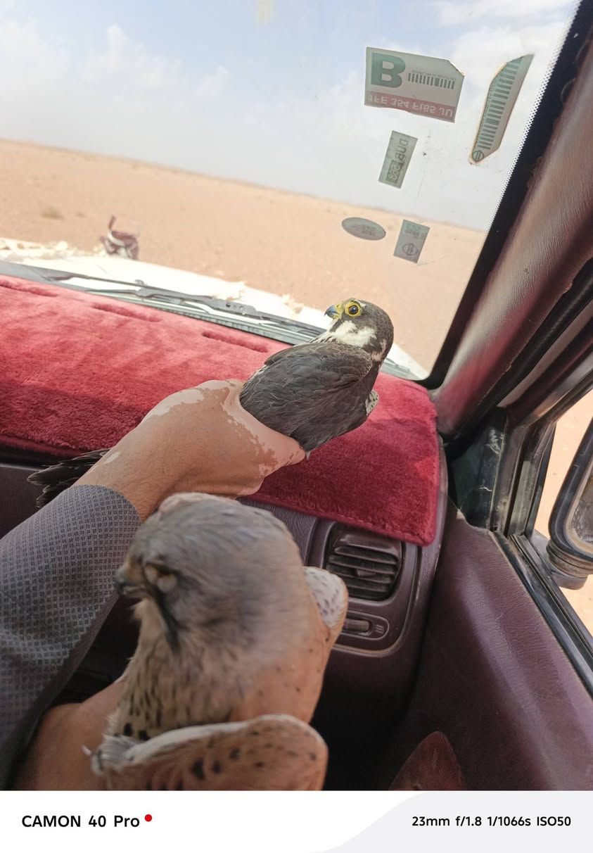 كامون 40 برو • للبيع • اتصال