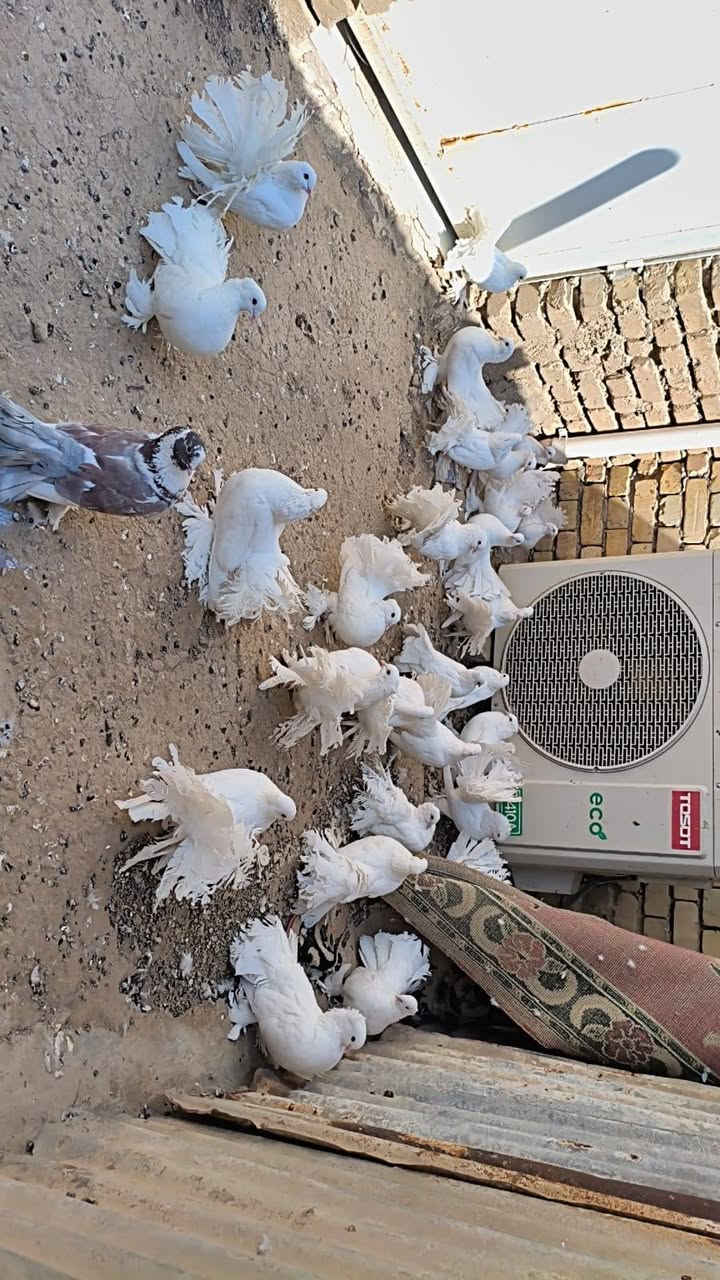 السلام عليكم اخوا متاح عرايس مستوا حلو شوفت عينك طيور كلهة نضيفه بس صار عندي ضرف واريد اطلعهن كلهن عدد 34 تريد زوج تريد تك تريد نص ابيع الزوج 15 واذا كلهن يختلف سعر ***********واتساب
