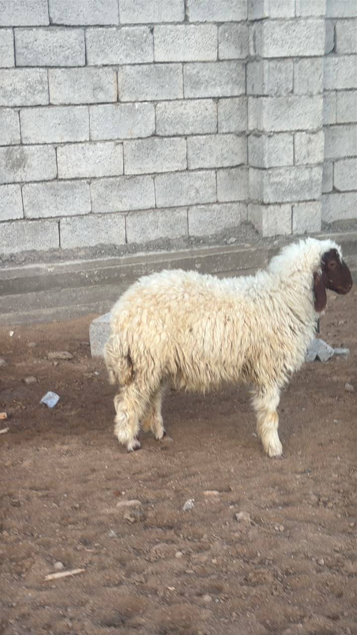 طليه • بغداد الأمين الثانيه