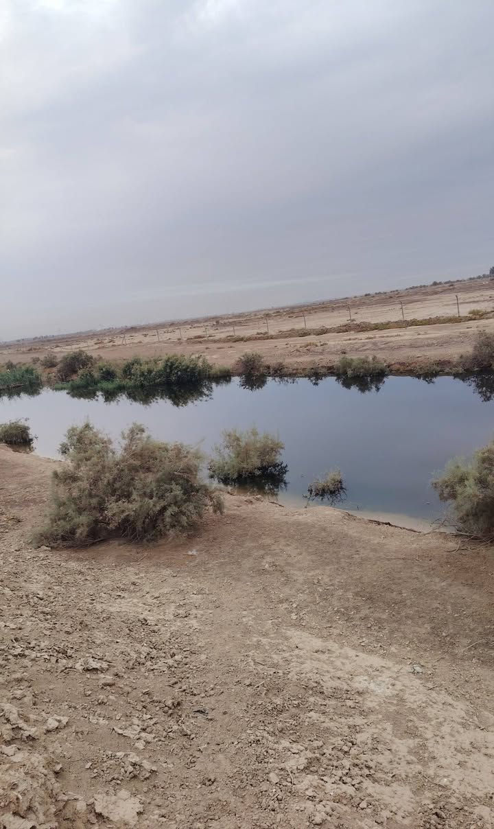 ٢٠دونم • عقد كاع • جامعة بابل