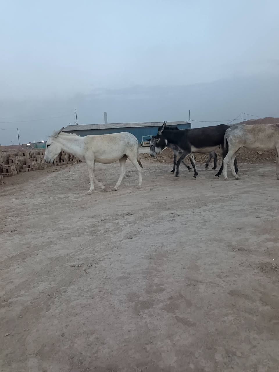 طرش • نثايا • العدد ٦