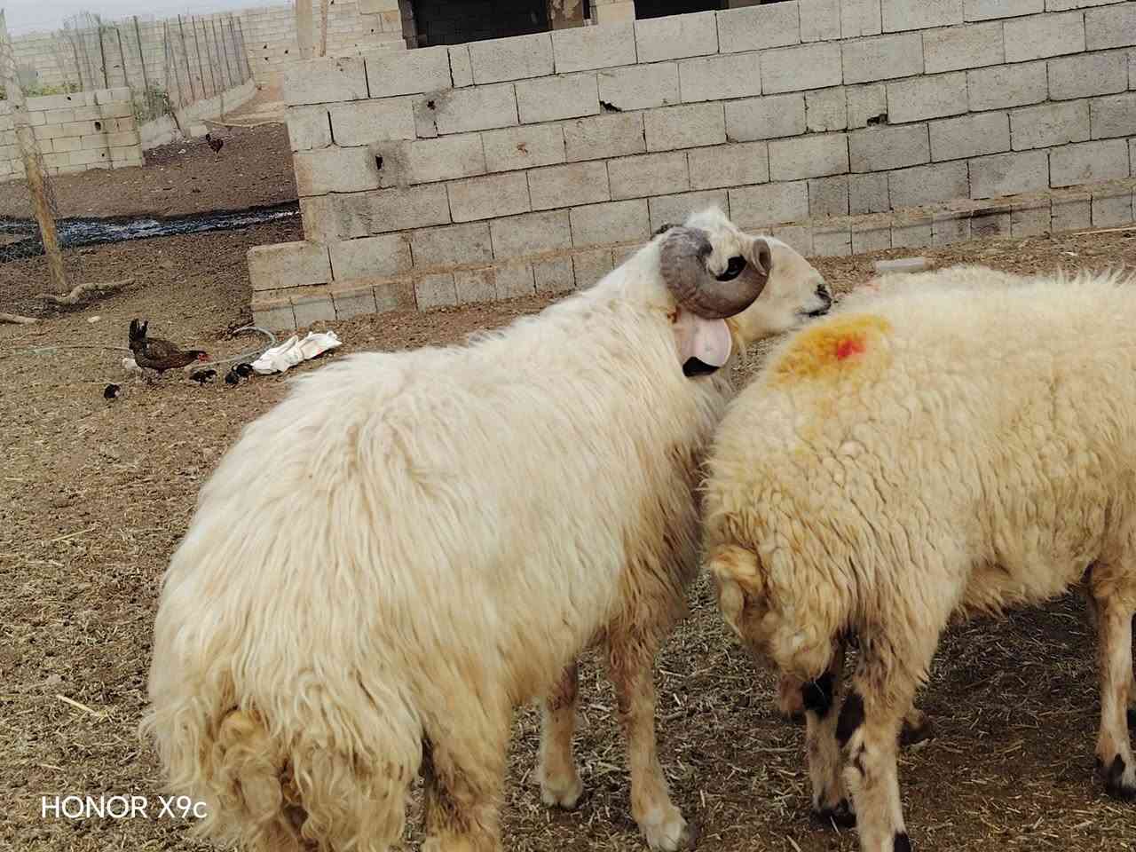 هونر X9c • ٣ شرائح