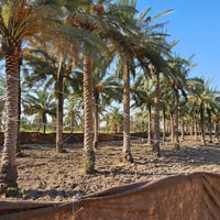 كربلاء الجذار • دونمين • ٥٠ نخلة