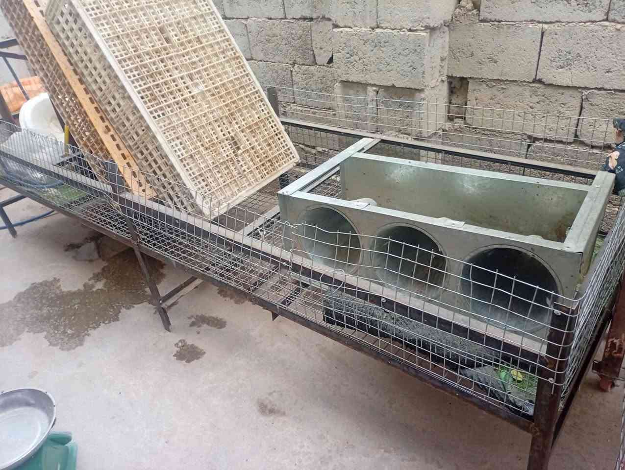 اغراض دجاج • اقفاص ٢ • ميزان جديد