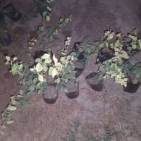 عنب • تفاح • شتلات