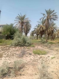 دونم ونص للبيع طابو صرف عثماني العمارة مقابل حي الفنانين ٠٧٧١٧٦٠٤٠٢٦بي...