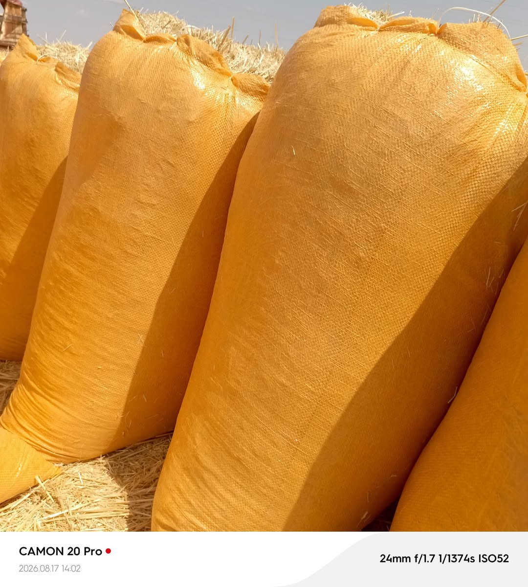 يوجد تبن البيع كمية مفتوحه السعر مناسب سعر الزواج 2500  / ***********
