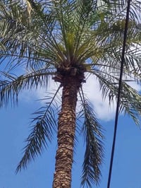 تكريب النخيل • قص التمر • قطع الشجار