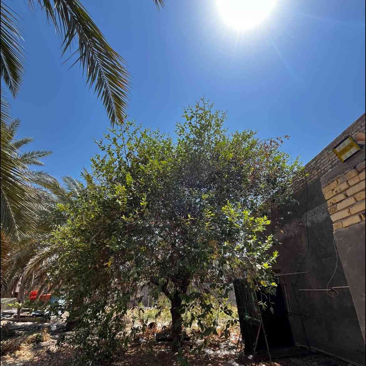 السلام عليكم 
منو يريد هاي السدرة يجي يكصها وياخذها بلاش 
***********
