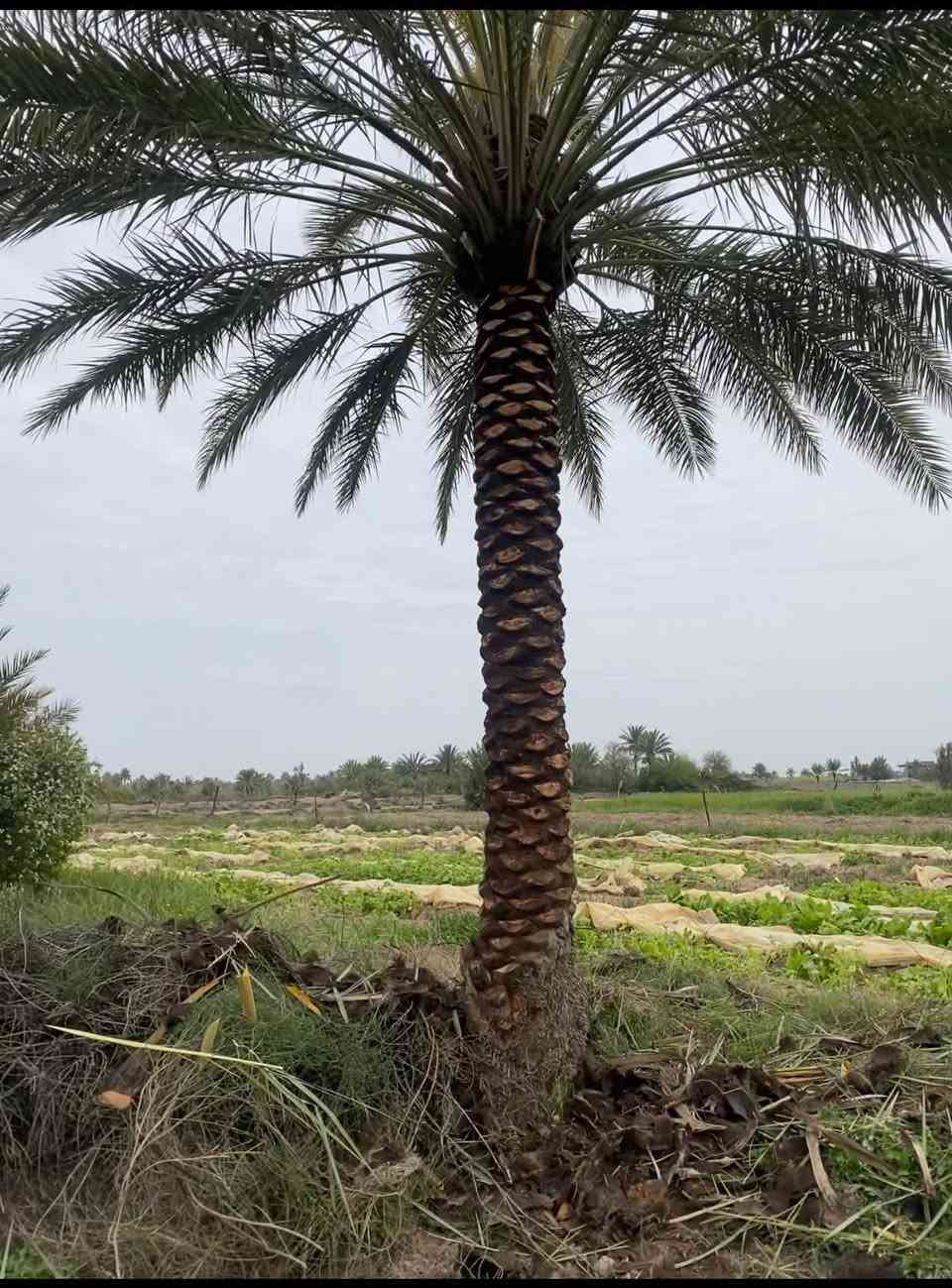 السلام عليكم و رحمه الله. 
متوفر صاعود نخل الي عندة نخل يريد يكصه . ايريد ينضفه جاهز 
الاتصال ع الارقم  . ***********
