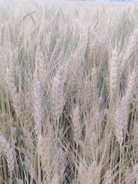 حنطة • بذور • نوعيتين
