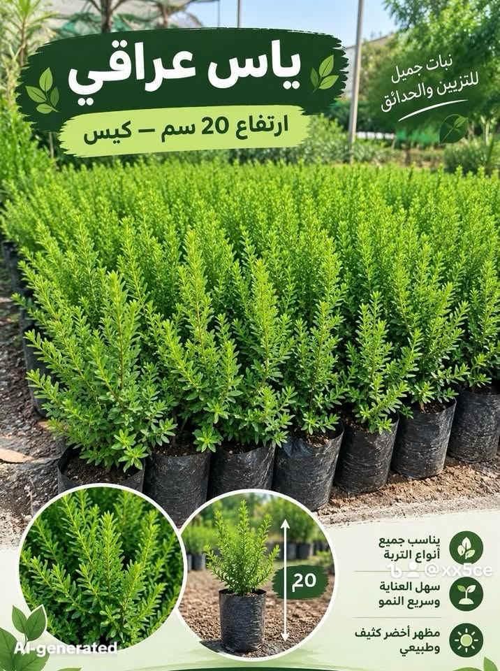بغداد • نباتات زينة • ياس عراقي