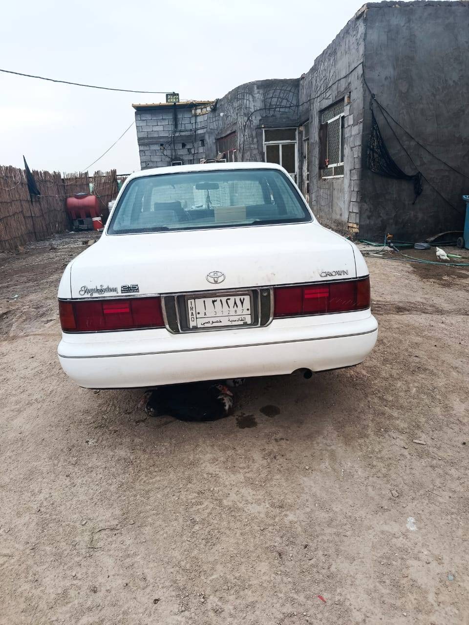 أرنب أيسر بلادي • جاهزة • مكفولة