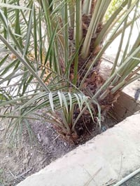 نخلة • ٦ فروخ • رطبة عسل