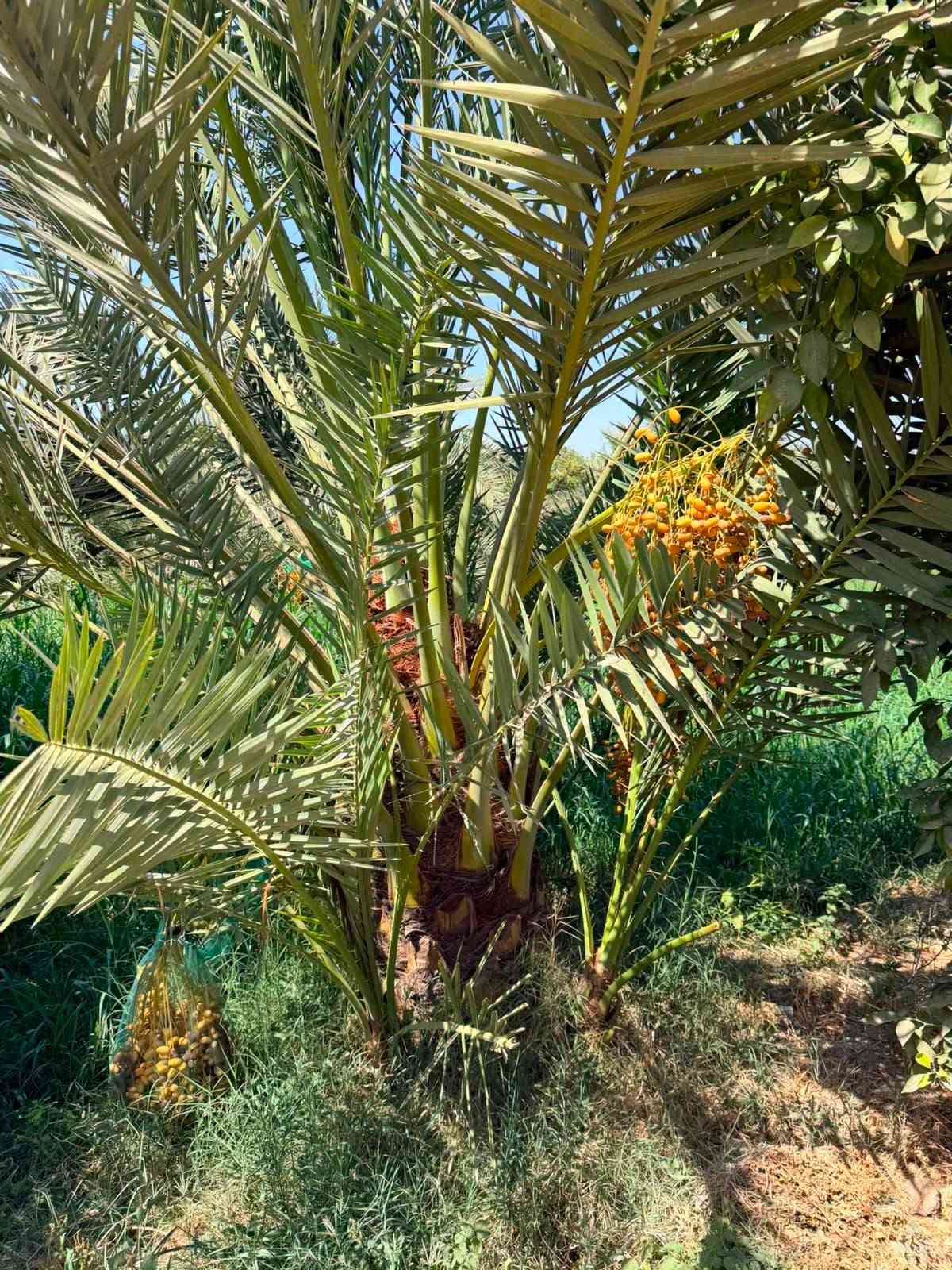 السلام عليكم ورحمة الله
موسم خير وبركه على جميع الاخوان الطيبين 
نبدي وياكم ببوكة الصلاة على محمد وال محمد
نعرضلكم ليوم بتاريخ ٢٠٢٦/٩/١٠ يؤم الخميس
فسايل بريم درجة اولى شرط تاكل و تشلع 
فسيل برحي حر التمرة الخشنه 
فسيل مكتوم الحر الدرجة الأولى
فسيل بلكة سماوة تمرة الخشنه 
فسيل مجهول فلسطيني تمرة العملاقه 
و موجود امايات جميع الانواع و القياسات من متر الى ٦ متر 
كادر عمل متكامل قلاع و نقل وشتال 
مكاني محافظة واسط 
واتساب ***********
اتصال *********** 
وموجود توصيل كل المحافظات
