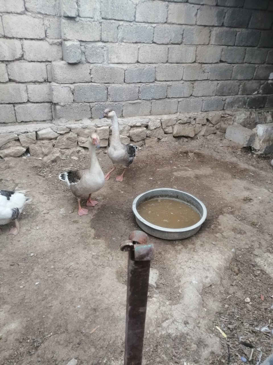 غازات • للبيع • تعال خاص