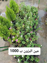مشتل • نباتات • الديوانية