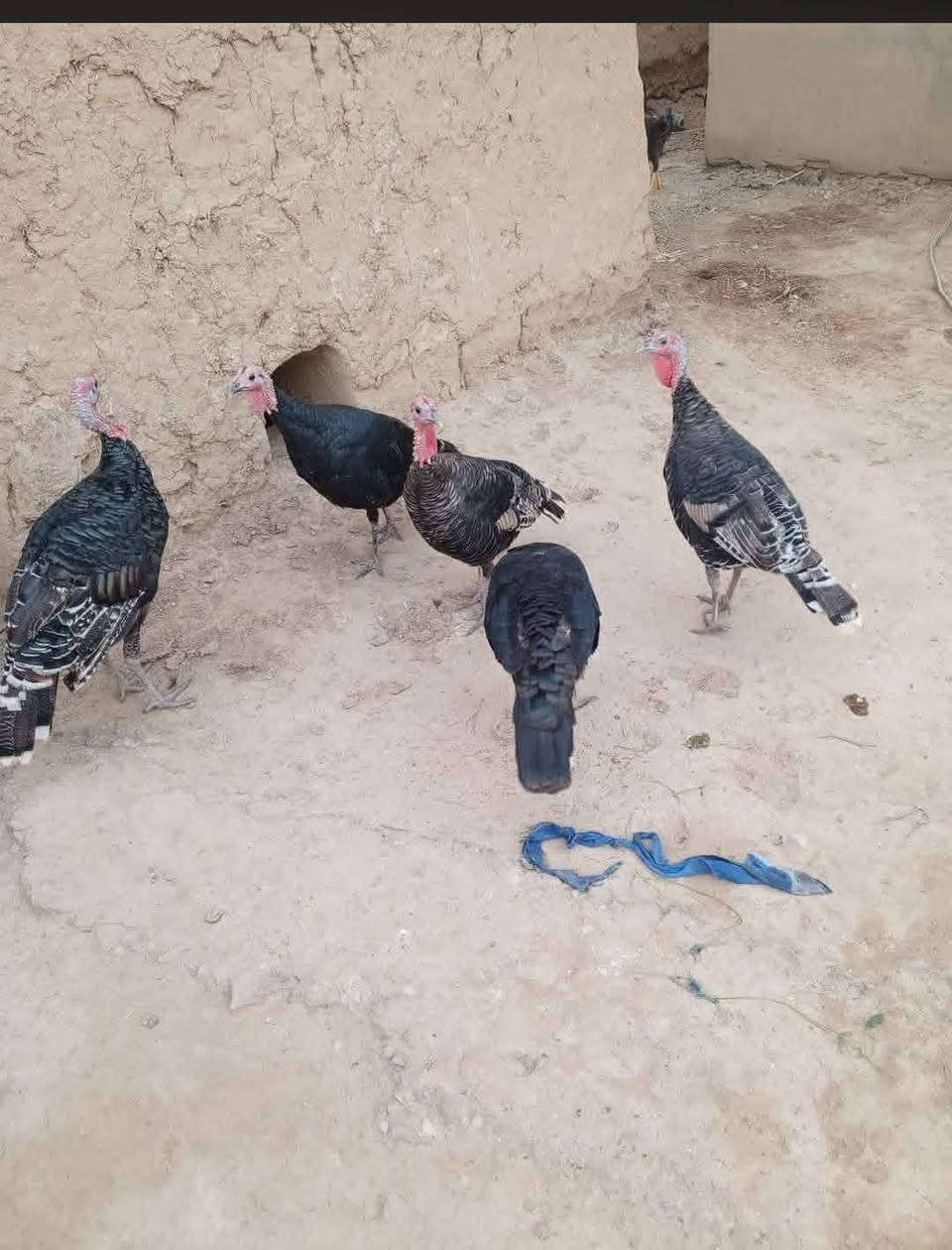 شيشيات • العدد ٩ • الشرقاط