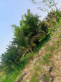 ٣ دونم • ١٢٠ نخلة • رمان