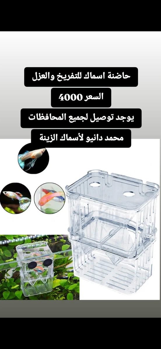 حاضنة اسماك زينة مصنوعة من الاكرلك عالي الجودة😍👌
⬇️الاستخدامات والفوائد الرئيسية⬇️
📌تفقيس وحماية صغار الأسماك: يوضع داخله الإناث الحوامل (مثل أسماك الجوبي والمولي). يحتوي على حاجز داخلي على شكل حرف (V) يسمح بسقوط صغار الأسماك (الزريعة) إلى القسم السفلي فور ولادتها مما يمنع الأم أو الأسماك الكبيرة الأخرى من التهامها.
📌عزل الأسماك المصابة أو الضعيفة: يوفر بيئة هادئة وآمنة للأسماك المريضة أو الجريحة للتعافي بعيداً عن مضايقات بقية الأسماك في الحوض.
📌فصل الأسماك العدوانية: يُستخدم لعزل الأسماك التي تبدي سلوكاً هجومياً لحماية بقية سكان الحوض.
📌أقلمة الأسماك الجديدة: يمنح الأسماك الجديدة فرصة للاعتياد على مياه الحوض ورؤية زملائها الجدد بأمان خلف الحاجز قبل إطلاقها بالكامل.

نص مكتوب في الصور:
- حاضنة اسماك للتفريخ والعزل السعر 4000 يوجد توصيل لجميع المحافظات محمد دانيو لأسماك الزينة