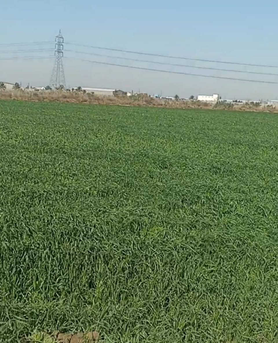 سلام عليكم يتوفر دوانم طابو سند 25 تحويل ثاني يوم بسم المشتري العنوان المدائن الجعاره مقابل بسمايه كافة الخدمات متوفر شارع الكامراة تفاصيل الاتصال وبيك خير ودلل بدارة أبو فهد العيساوي ***********
سعر دونم الواحد 95 الحد 175
