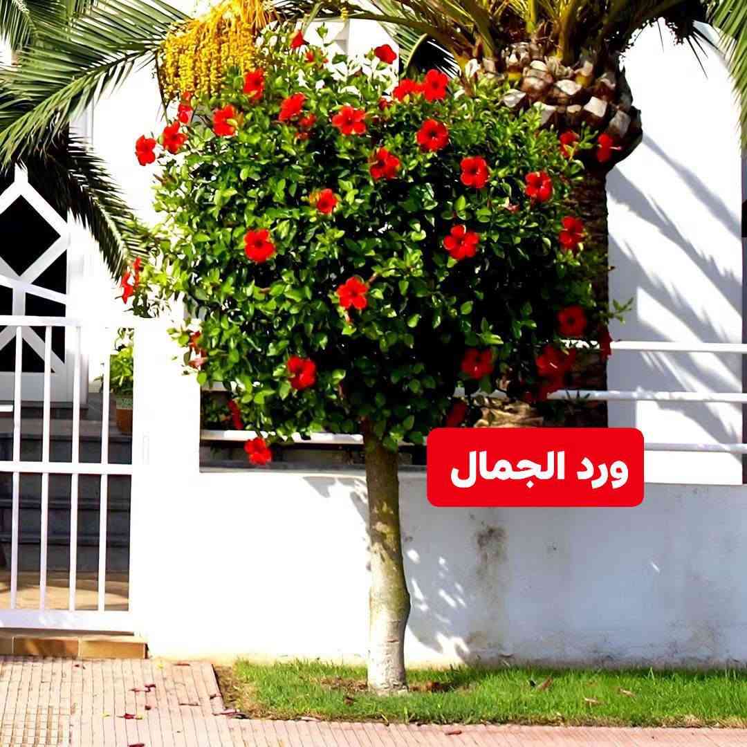 مشتل جوري • اشجار زينة • اكاسيا مصري