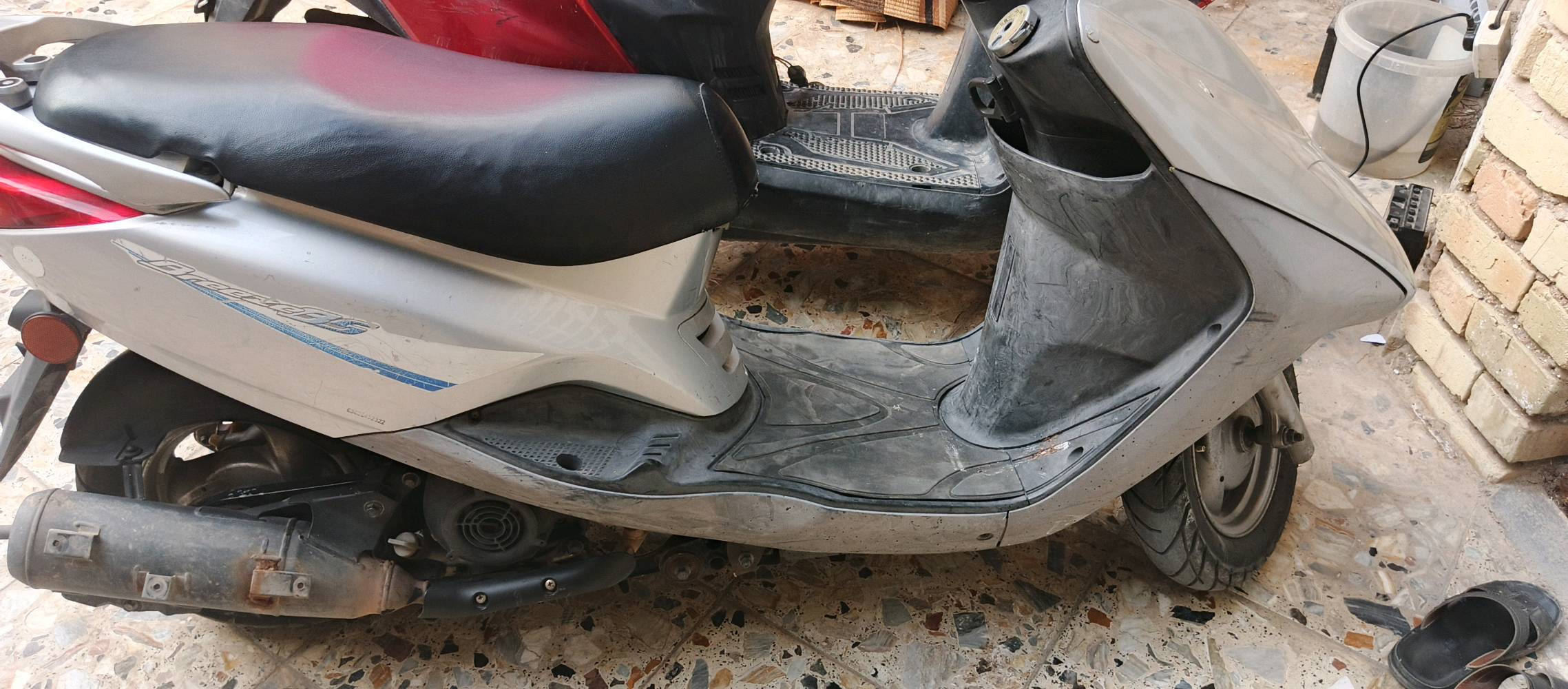 بريز • بغبغاء • خدوش