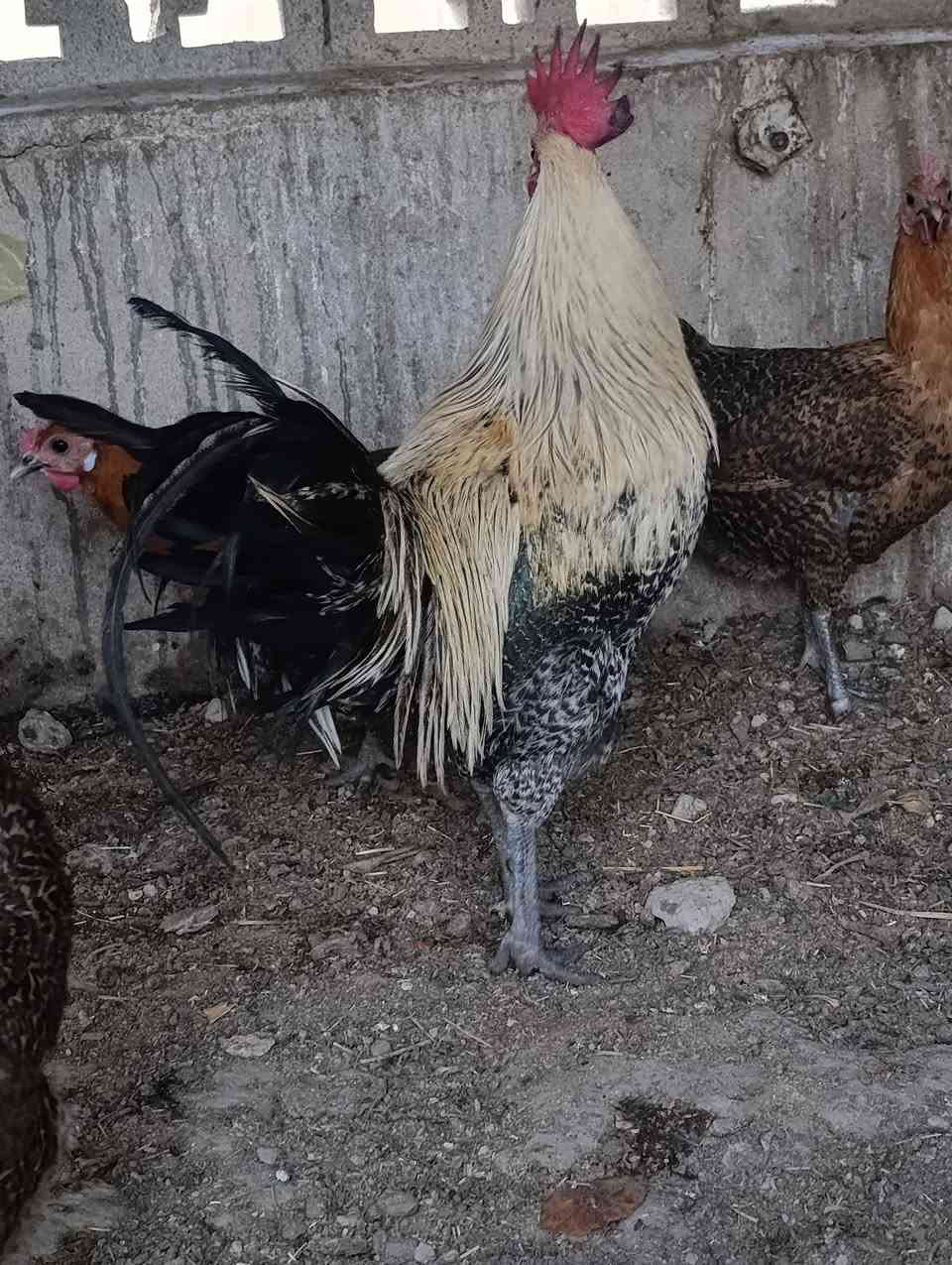 ديج فيومي • فضي • أصلي