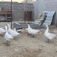 قازات • زوج