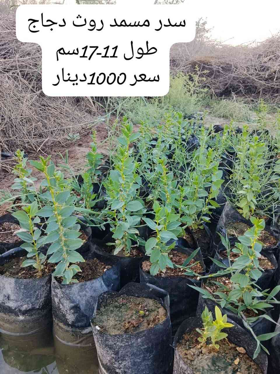 السلام عليكم مكاني راشدي للطلب واتساب ***********

