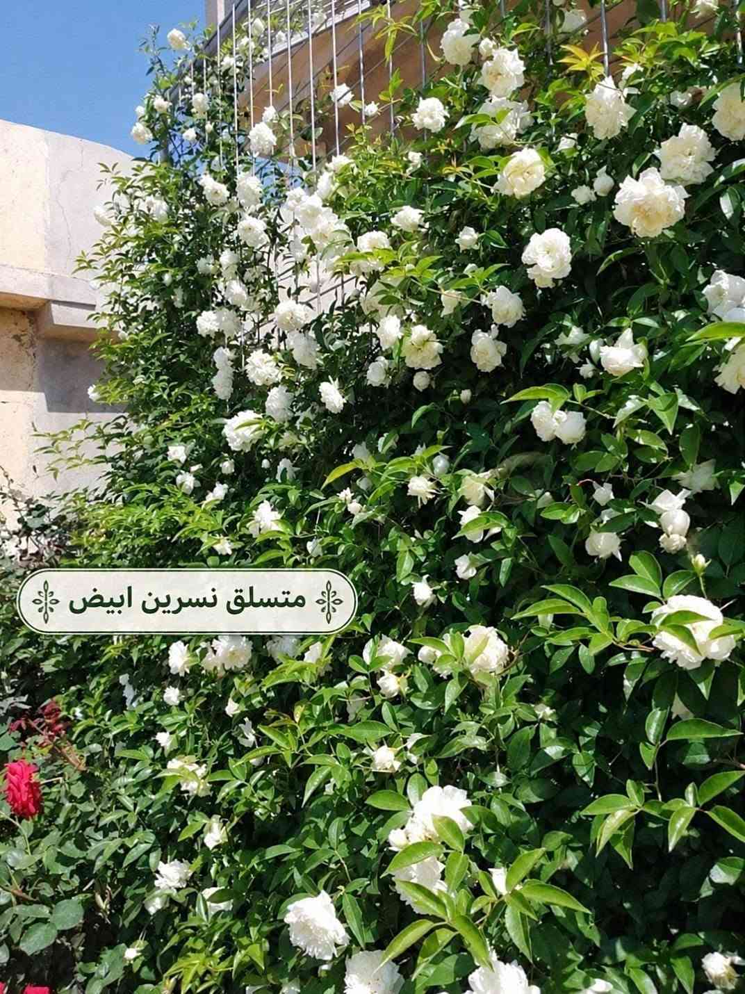 متسلقات • متنوعة • توصيل لكل المحافظات