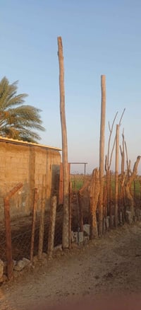 عمدان خشب • أكثر من ٤م
