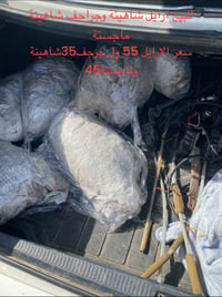 النجف • ماجستة • ارايل شاهينة