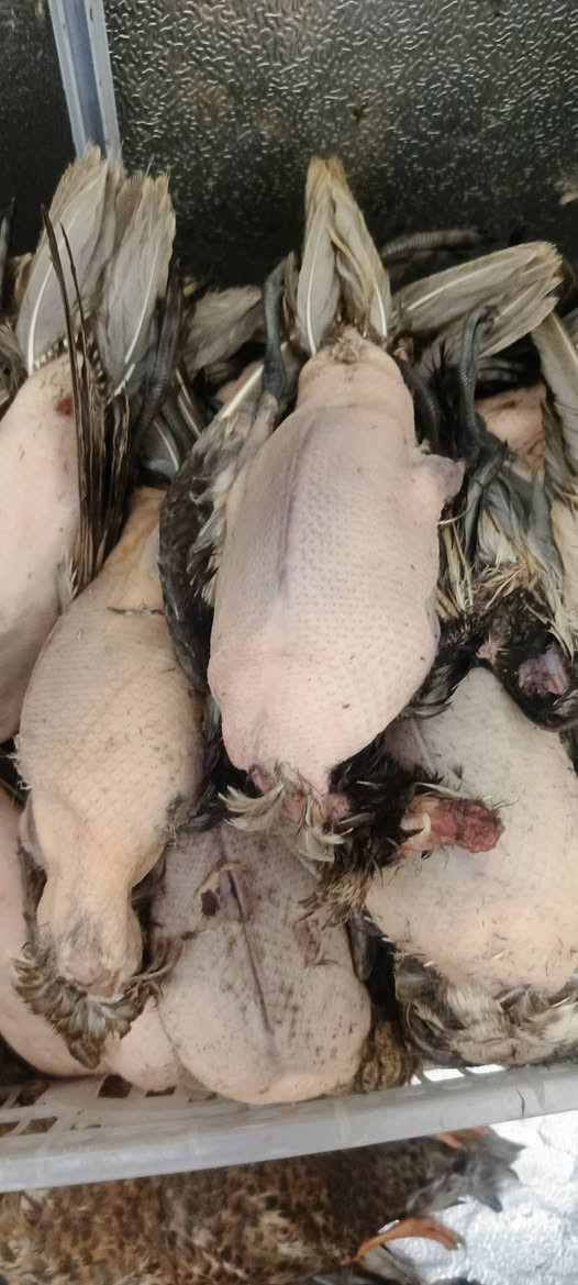 السلام عليكم طيور حره حذاف خشن مال دوشه وبربش خشن مال دوشه وتاز مال اليوم 
حذاف سعر الزوج 13الف بربش 30 الف 
يوجد توصيل كافت المحافضه 
*********** عمارة, ميسان
