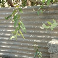 چينكو ثقيل • عدد ٤ • ٣م