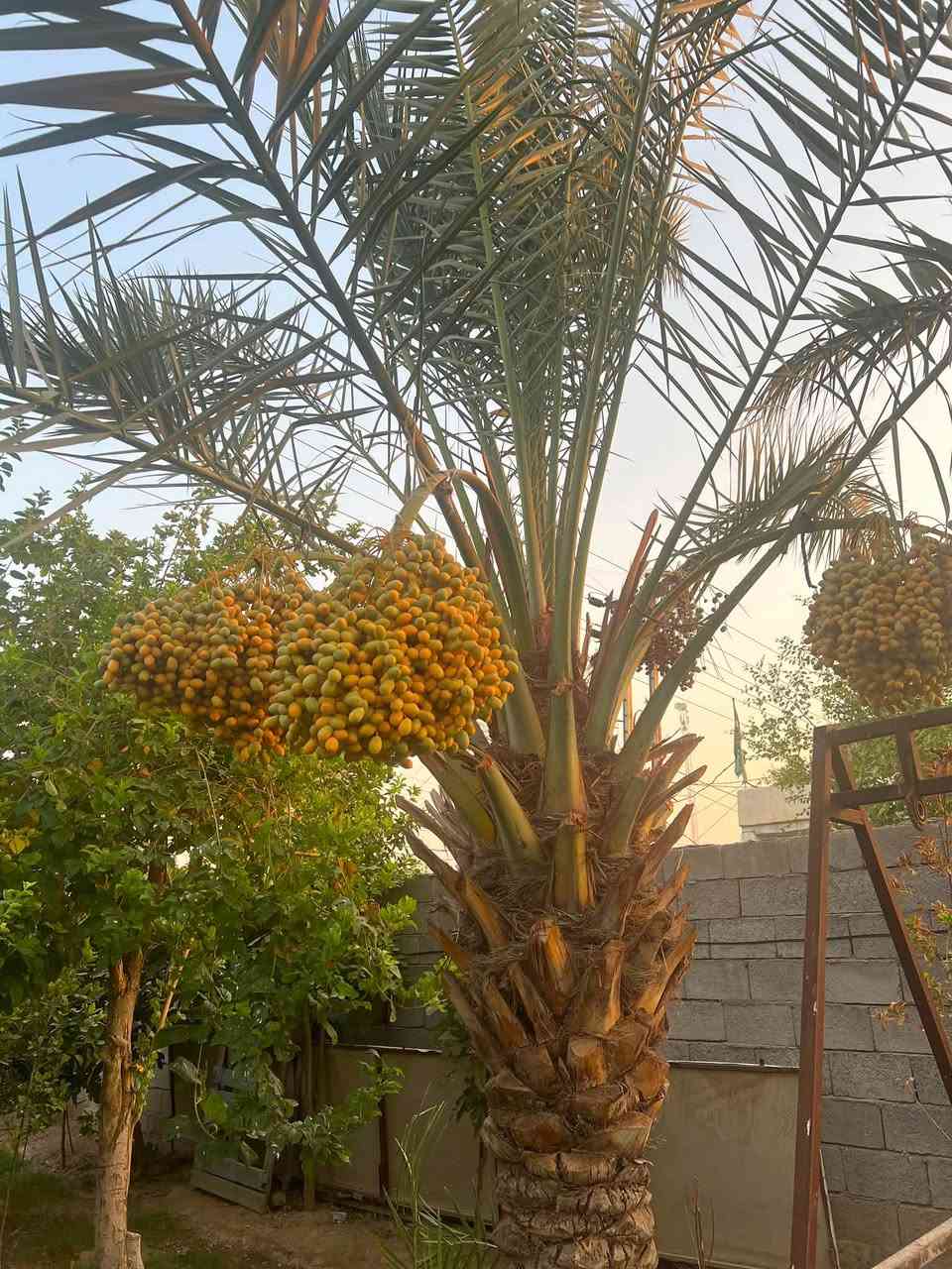 بسم الله الرحمن الرحيم
بيت للبيع  واسط قضاء العزيزية مساحته 830م طابو سند 25

بناء 200 ويحتوي ؏ــلى قاطين 4غرف وحمامات +صحيات 3  استقبال وصاله ومطبخ حار وبارد + ترك 3 متر  في منطقه برينج شارع مبلط ؏ــلى طريق الزوار بتجاه القطع قرب صيدليه هندي 

ويحتوي ؏ــلى حديقه واشجار مثمره 

الاشجار المثمره 

نخيل 6 

رمان 3 

مشمش 3 

تين 2 

ليمون عرقي 1 

حامض 25 

تكي 2 

مبار 2

تفاح 7 

من غير الفواكه المزروعه جديده ( عرموط .سندي . ليمون . لالنكي .تين .برتقال .تفاح .وغيرها )

الاستفسار الاتصال ؏ــلى الارقام التاليه 

***********

***********
