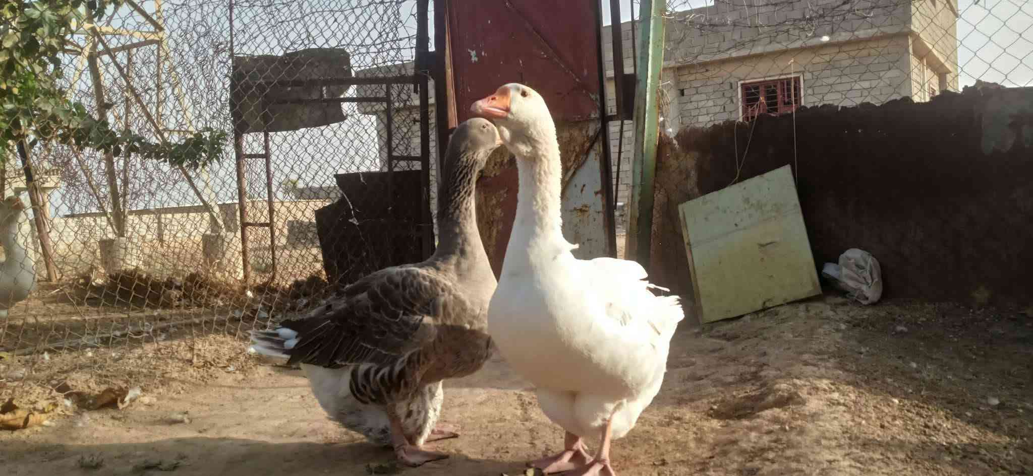 قازات شاميات • خط أول • شامي العملاق