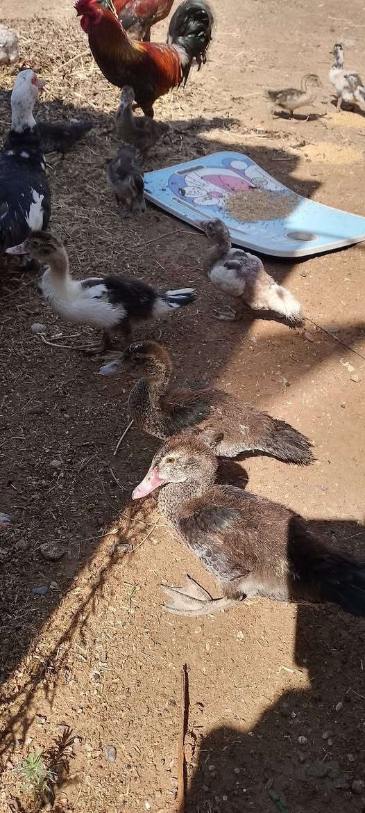 متاح بط مصري ***********

