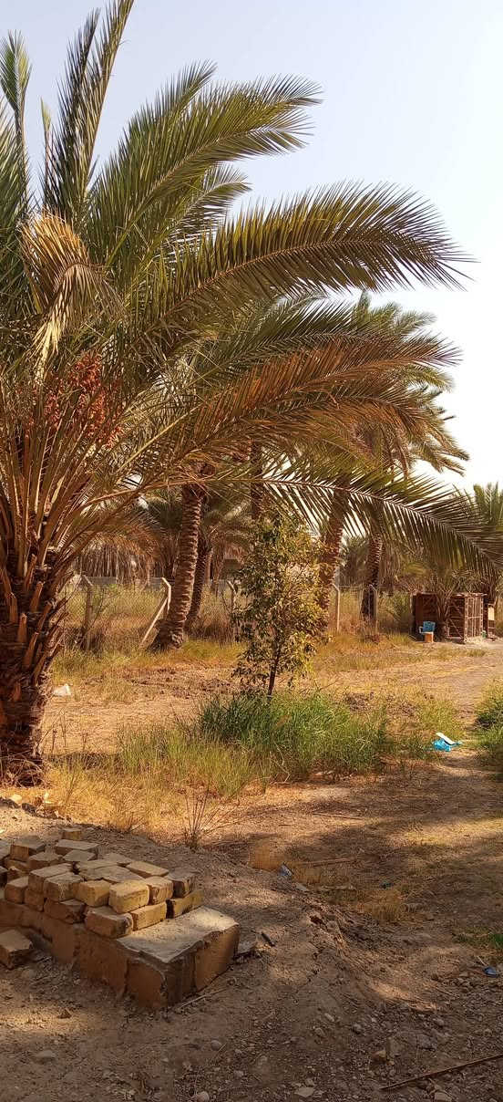 طريق العلويه شريفه • ٢٧٠٠م • ٢٨ نخلة
