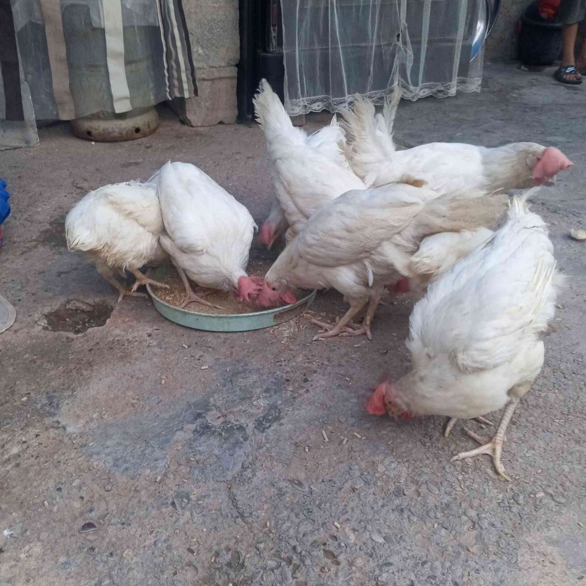 سلام عليكم متاح دجاج مصلح بياض وبصحه وخير من الله وشرط البيض مكان كركوك واحد حزيران  الشراي خابر وتدلل تفاصيل دخل الفيدو *********** العدد 8السعر الزوج عل 10
