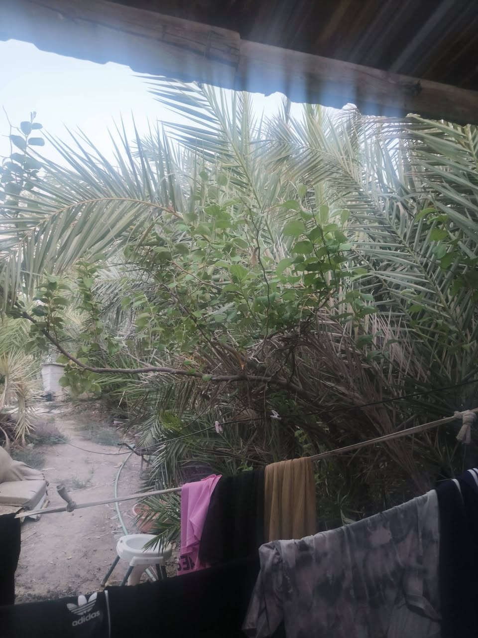 ٤٠٠م • طابو ملك صرف • حديقة ونخيل